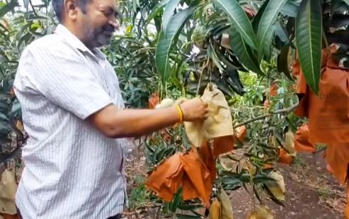 Karnataka Doctor Grows 30 Tonnes of Chemical-Free Kesar Mangoes on Rocky Land Using Israeli Technology