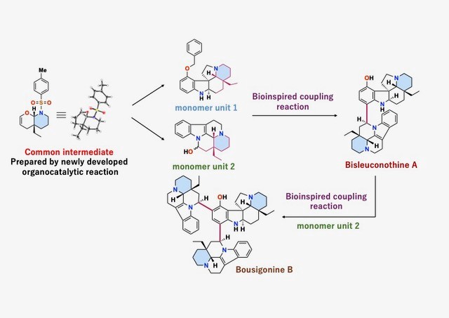 Scientists Achieve the First Total Synthesis of Complex Alkaloids Isolated from Plants